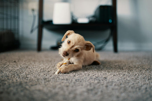 Do Pet Urine Stains Ever Go Away? Here’s What Really Happens